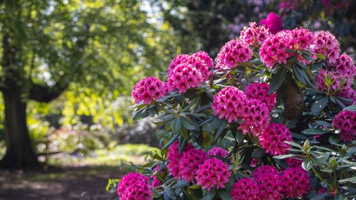Deep pink rhododendrons at Wentworth Castle Gardens